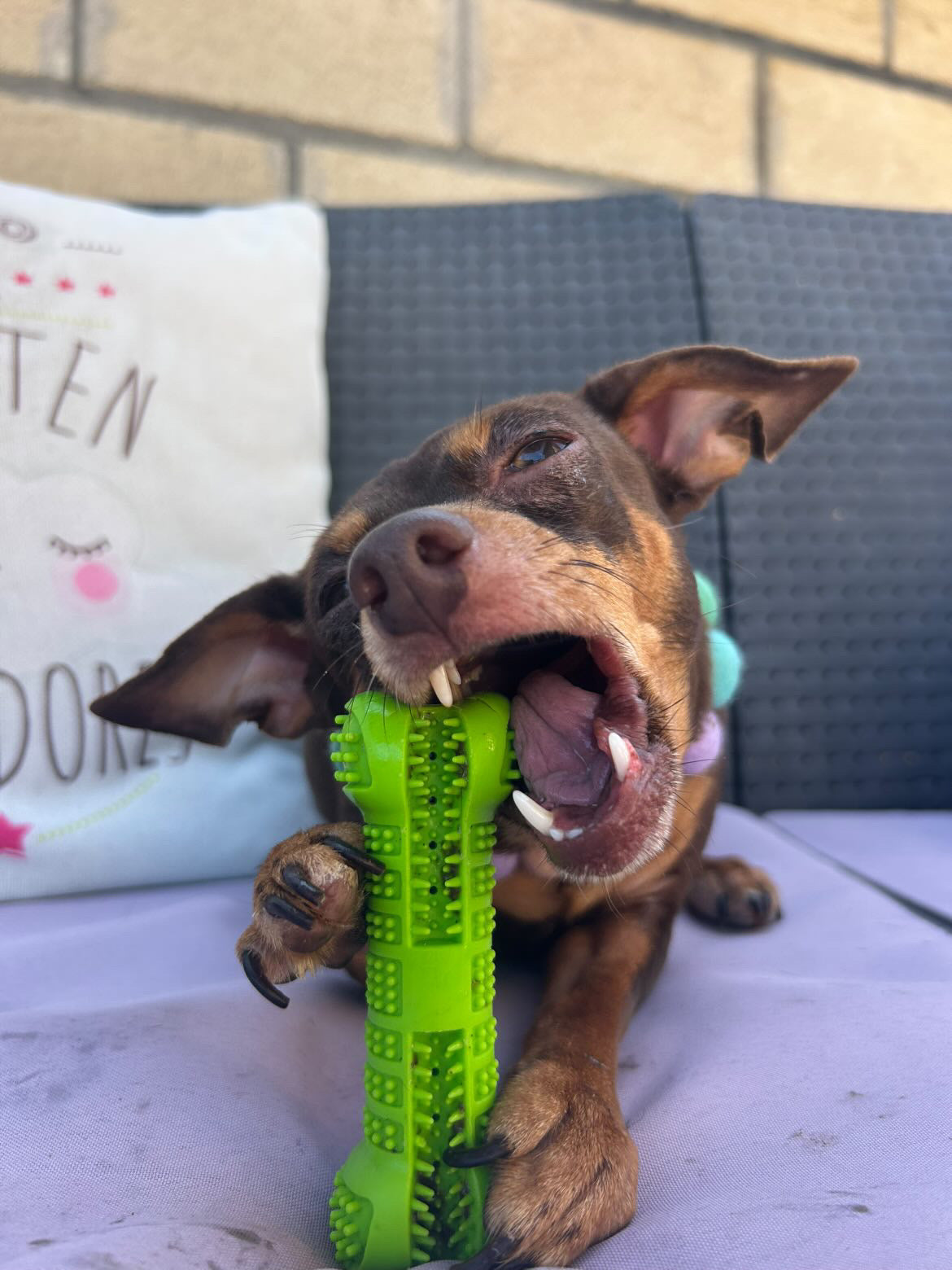 tubito 100 g + hueso pequeño