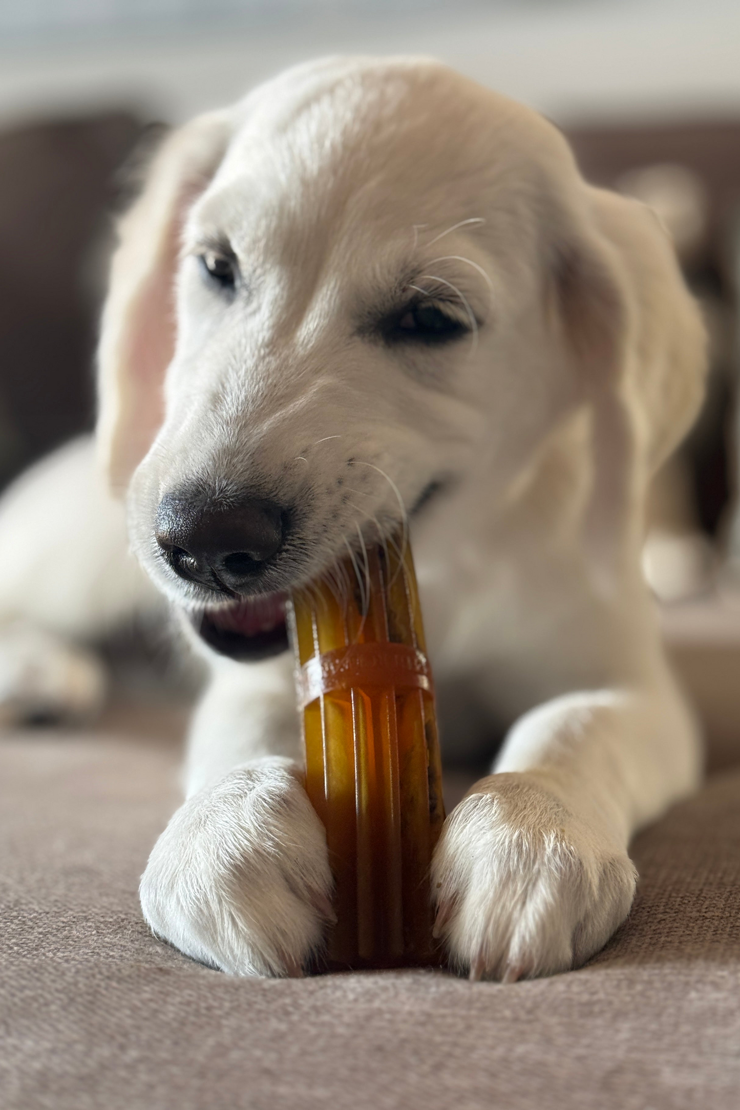 Pack dental Pasta Dental Natural para Perros Resina Natural Retorn “Más que Pasta” 100g (Hueso y Dedal Incluido)